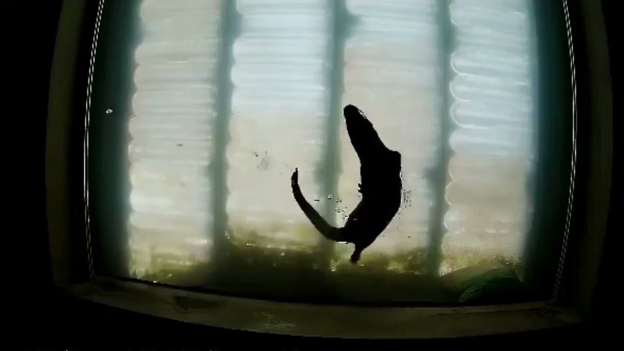 Otters seen in Diglis Fish Window in Worcester