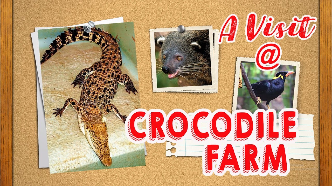 A visit at Crocodile Farm!