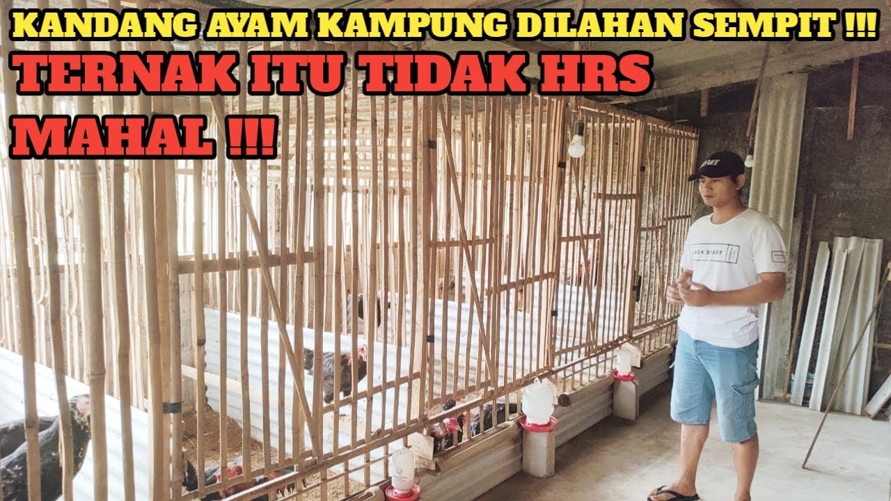 WAJIB DICONTOH, PETERNAK YG CERDAS💯💯