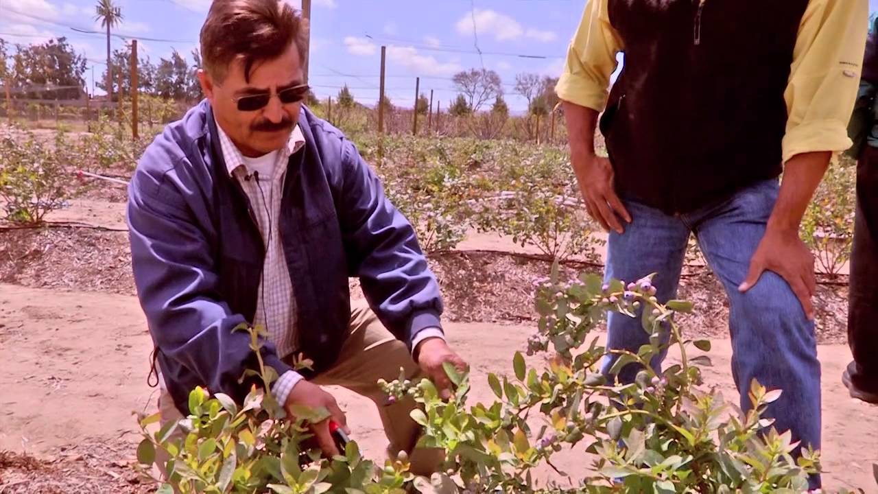 How to Prune Blueberry Plants