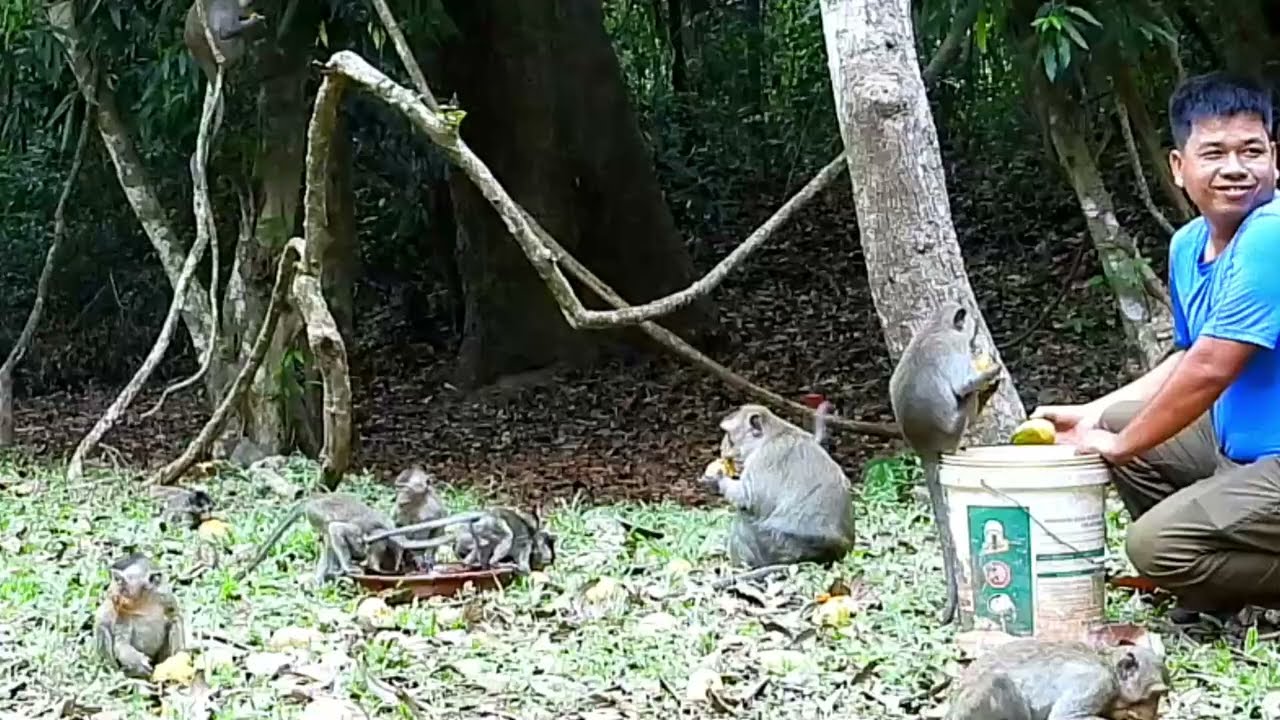All monkeys are Khmer  We need to feed them because this is the fruitless season #monkey grab #anima