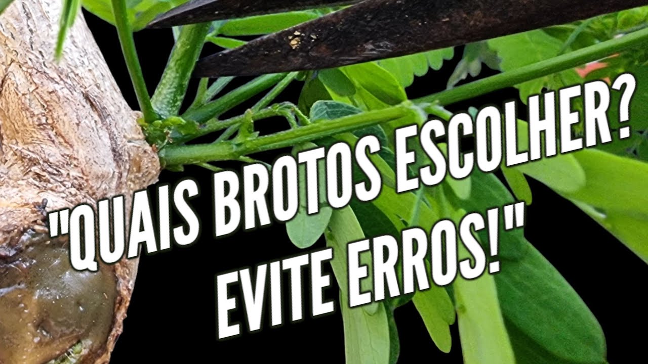 Escolhendo os Brotos Certos para Moldar a Estrutura do seu Bonsai