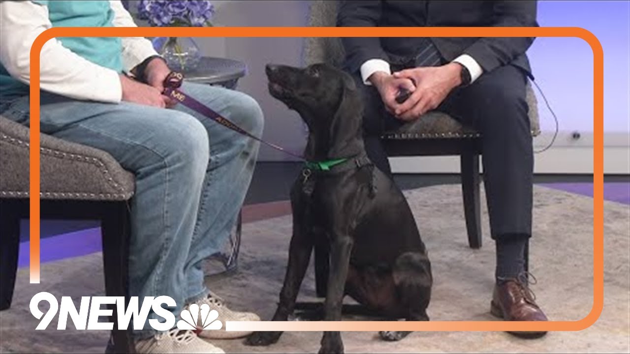 Bubbles' energy is contagious and she's looking for a home