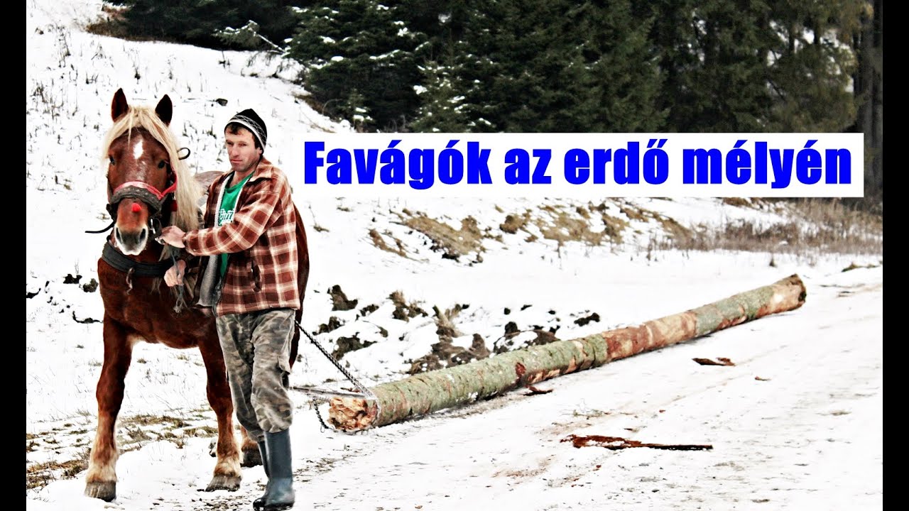 Favágókkal találkoztunk Hargitában, a Csíki-havasok mélyén. Loggers working in winter, Transylvania