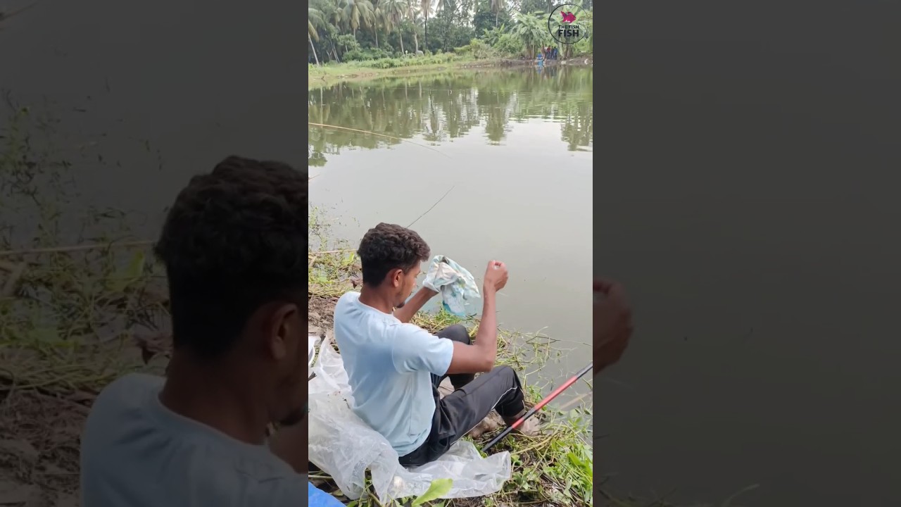 Fishing into Pond। Short video। The Fish Fish 