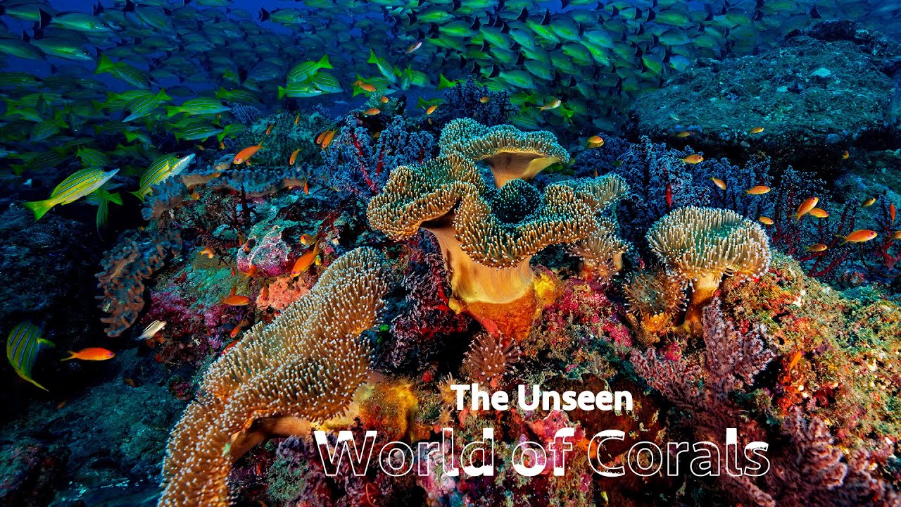 The Unseen World Of Corals|Discover The Secret Of The Andaman & Nicobar Islands|@RoundglassSustain