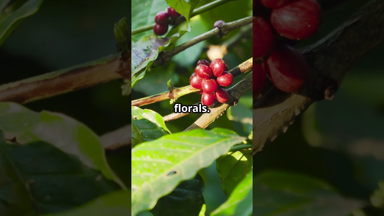 Unlocking Coffee's Secret Flavor Notes!-#CoffeeTasting #FlavorNotes #CoffeeKnowledge