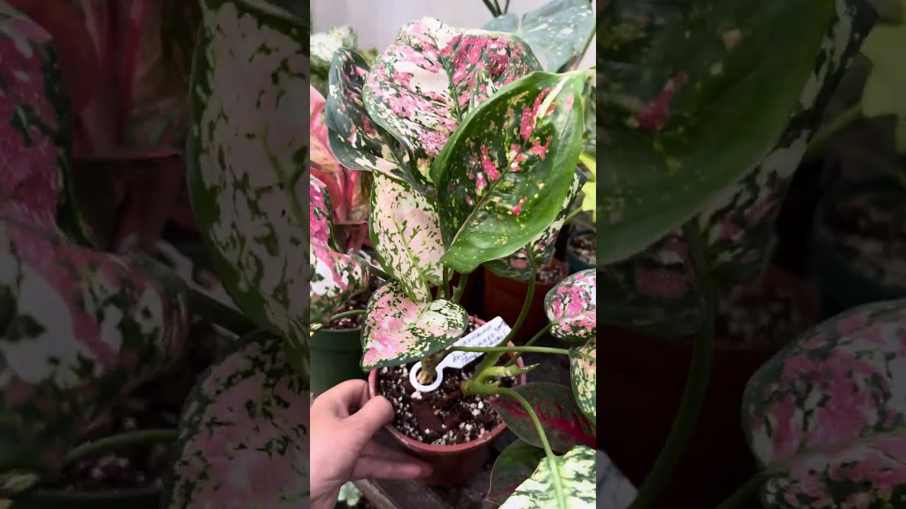 Болмо гулу. Жаны келген гулдорду альбомго киргизе баштадык 🌹