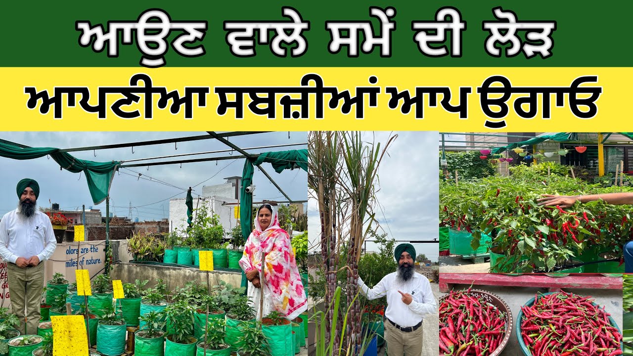 ਆਪਣੀਆ ਸਬਜ਼ੀਆਂ ਆਪ ਉਗਾਓ || Grow your own vegetables || @greenlifepunjab