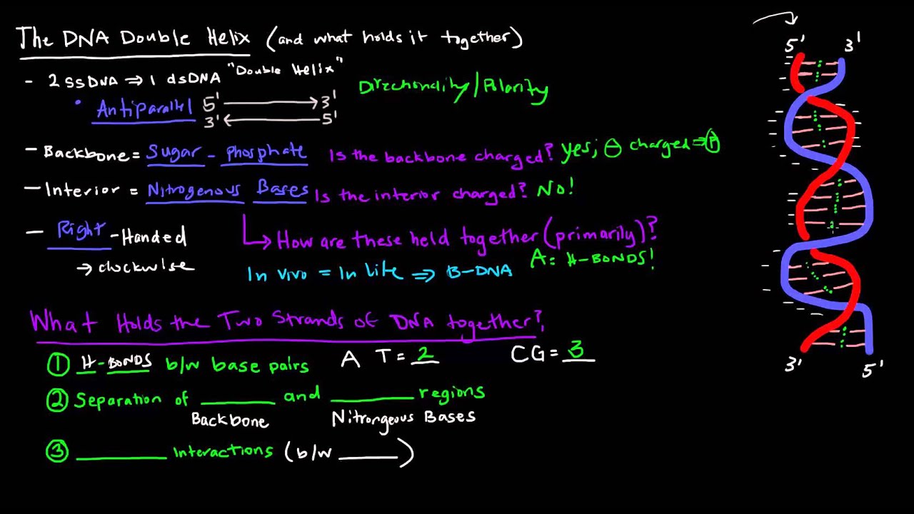 DNA Structure - The DNA Double Helix