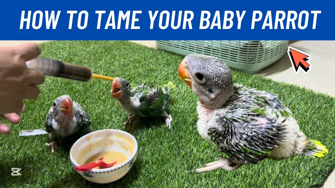 How to tame your baby parrot #tamed #tamedparrot #tamedbirds #parrot #babyparrot #alexandrine #birds