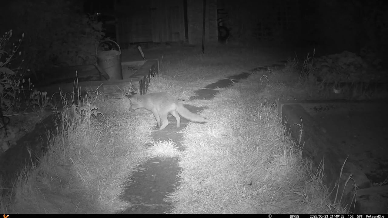 Fox Shed Watch -23rd-24th May 2025