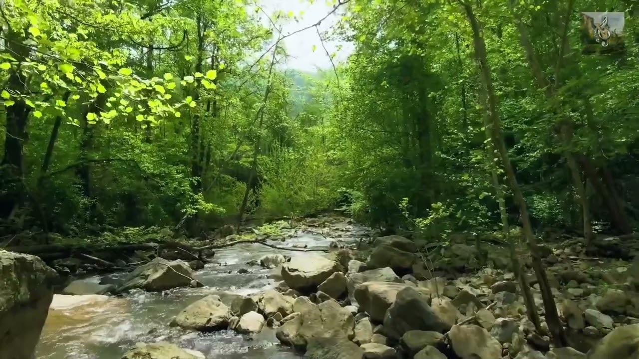 10 hours sound of the forest and birds for relaxation, meditation and sleep