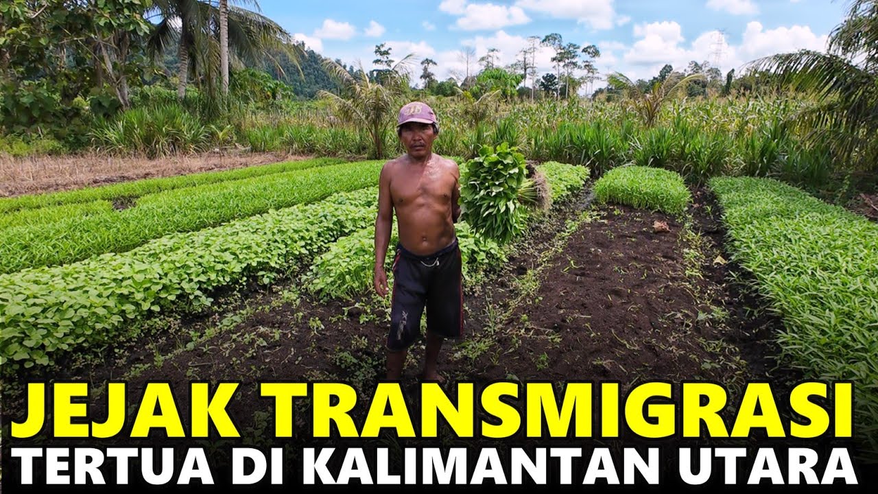 KARANG JENAWI, DESA GUNUNG PUTIH, PEMUKIMAN TRANSMIGRASI TERTUA DI BULUNGAN, KALIMANTAN UTARA