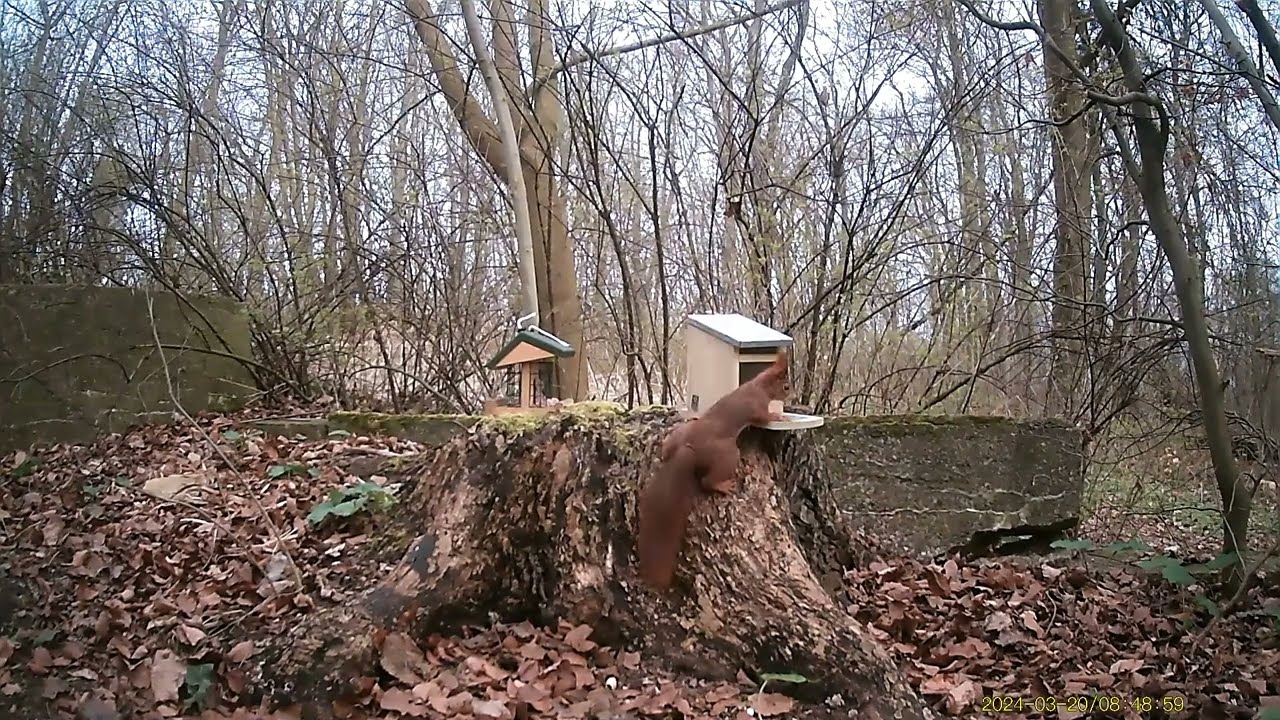 Frühling am Futterplatz
