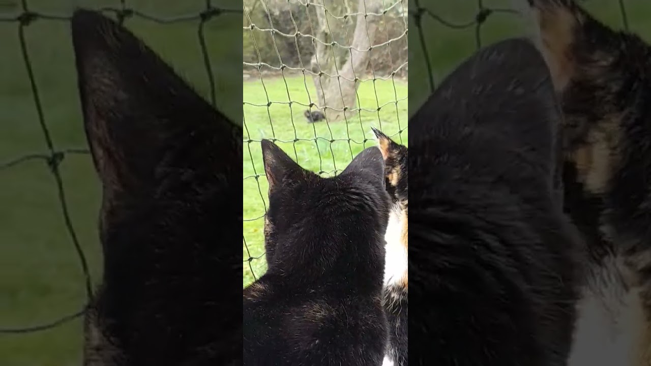 SQUIRELS AND KITTIES, FRIENDS OR FOES?!🤦‍♀️🐿❤️🐈‍⬛️🐈‍⬛️🐈‍⬛️❤️