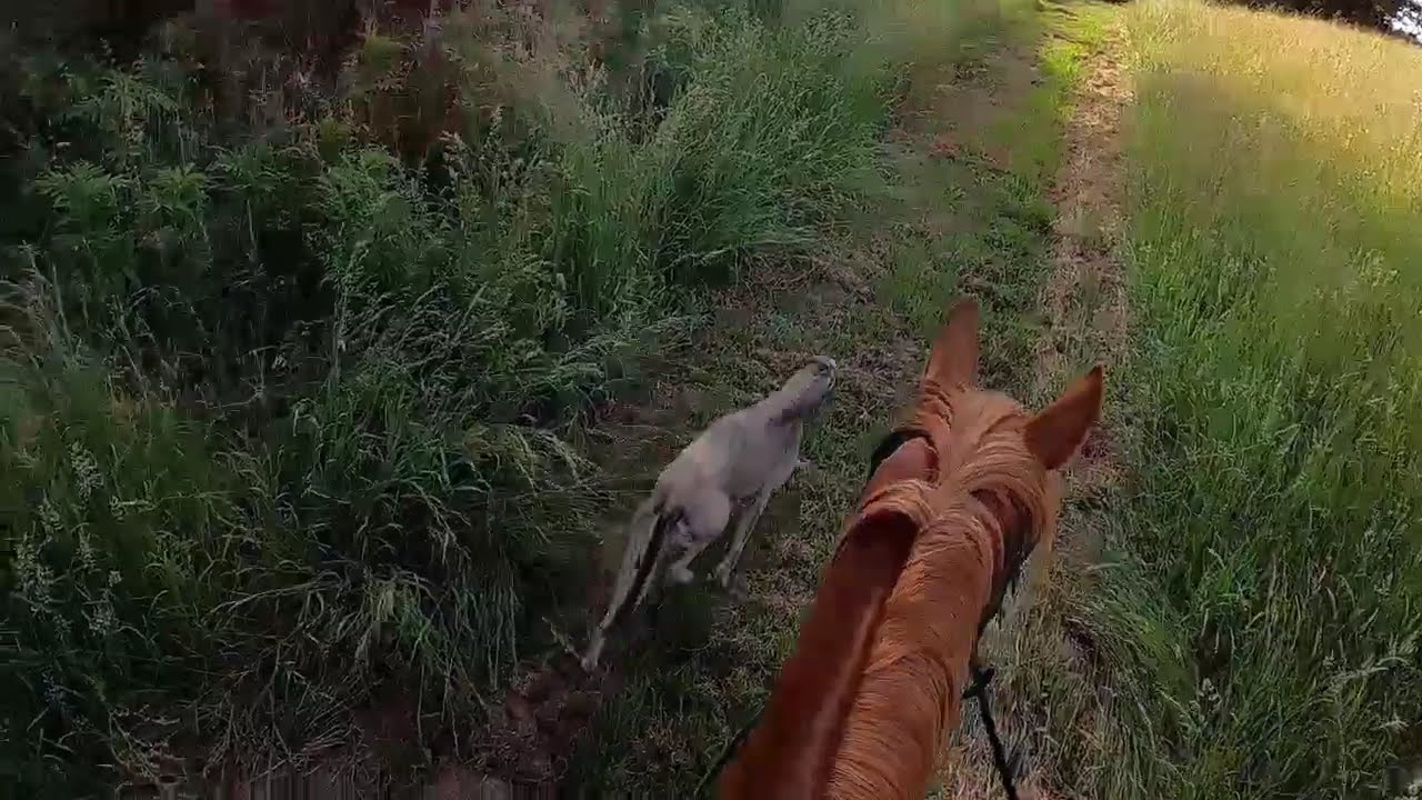 Crazy dogs, lush tracks, but lots of spooks!