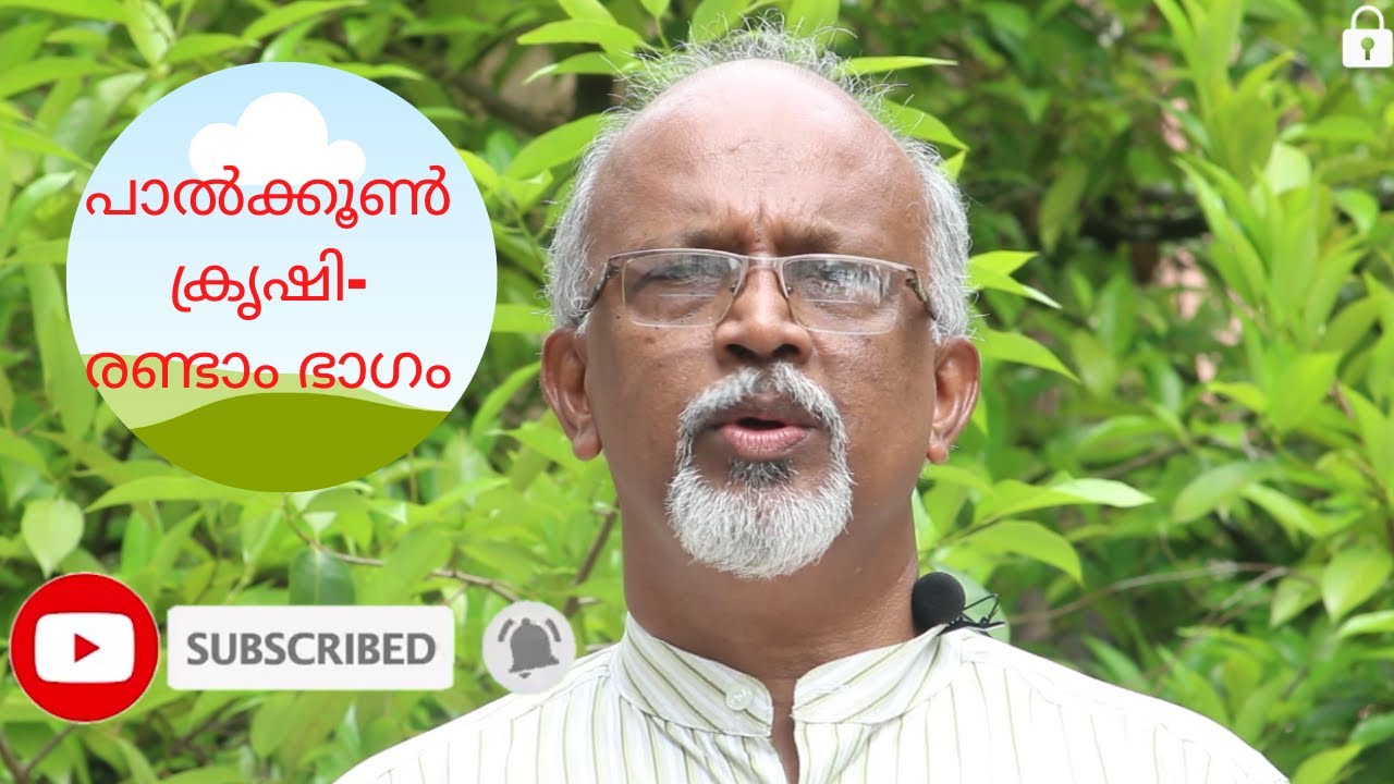പാൽക്കൂൺ ക്രൃഷി-ഭാഗം 2 (Milky mushroom cultivation-part 2)