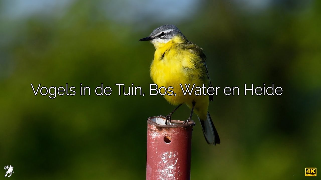 Vogels in de Tuin, Bos, Water en Heide