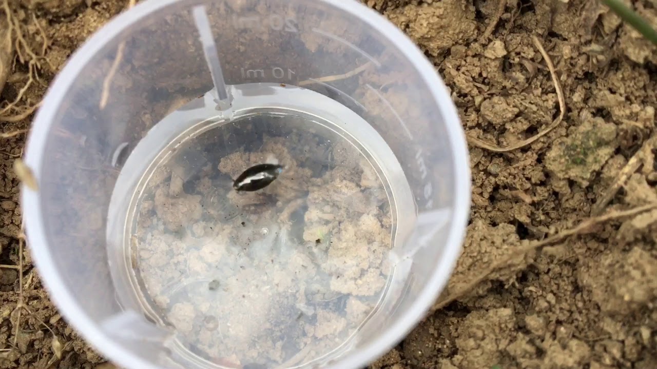 Gyrinus substriatus Or Gyrinus marinus
