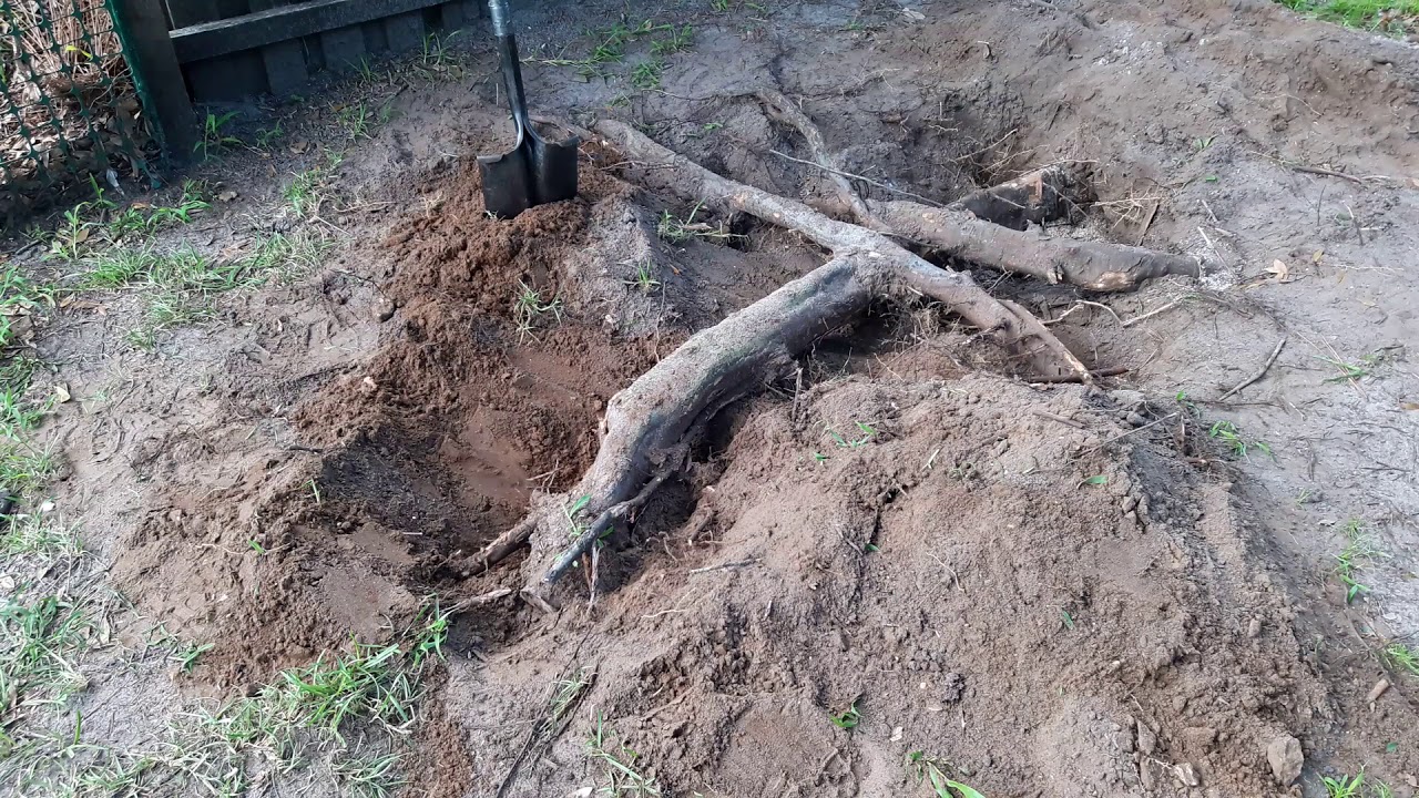 Milwaukee SUPER SAWZALL vs Oak Tree (roots) Which will win?