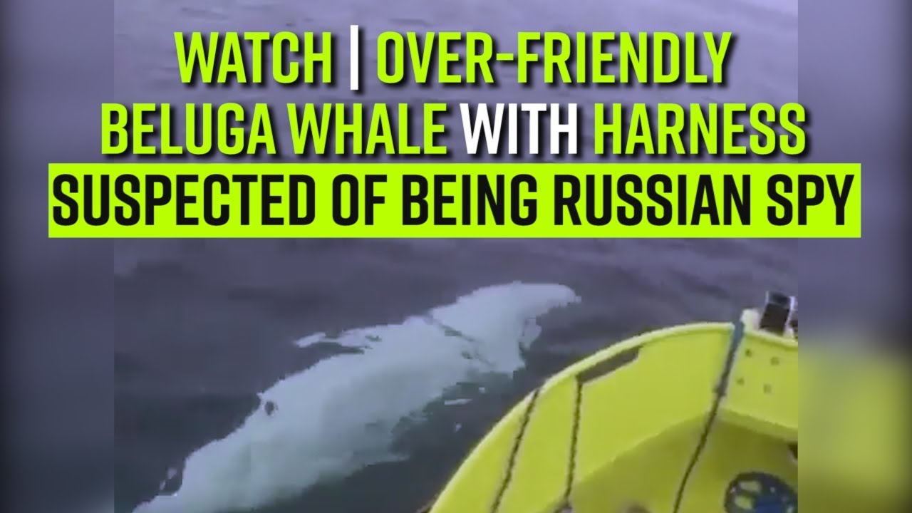 WATCH | Over-friendly Beluga whale with harness suspected of being Russian spy