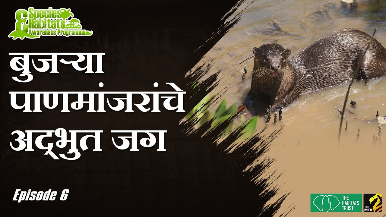 बुजऱ्या पाणमांजरांचे अद्भुत जग | Otter | Species & Habitats awareness programme | MahaMTB