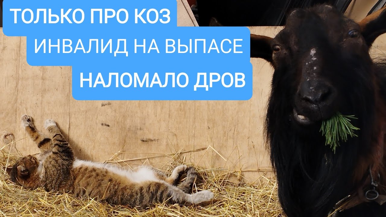 ТОЛЬКО ПРО КОЗ