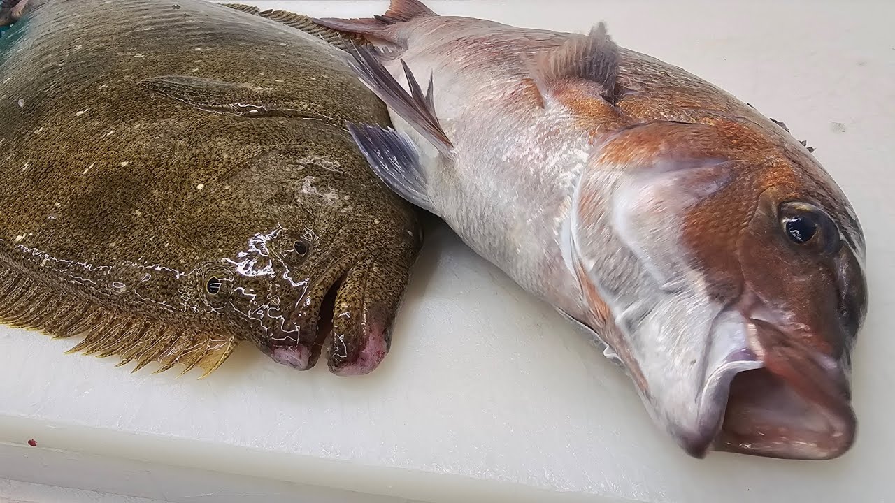 광어 +참돔 손질 #생선손질 