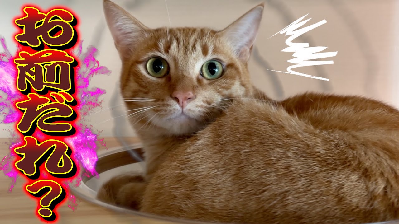 【悲報】髪の毛をバッサリ切ったら愛猫に忘れられました...。