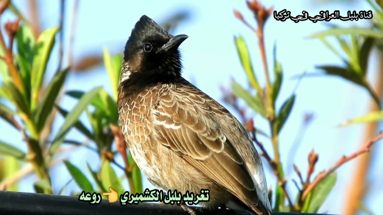 تغريد بلبل الكشميري مع مناظر جميله
