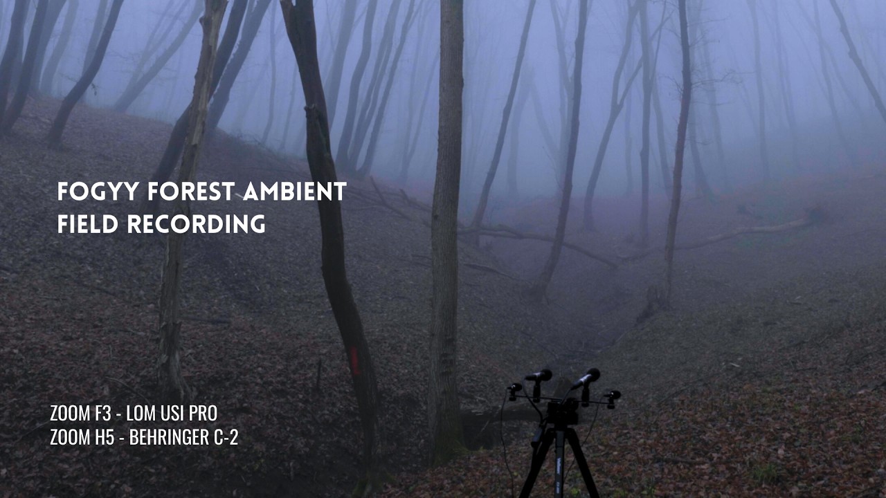Foggy Forest Ambient Field Recording | Wider Soundstage with Two Different Microphones