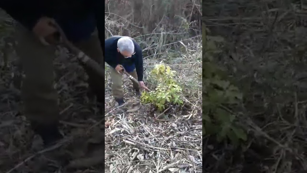 樒の植樹