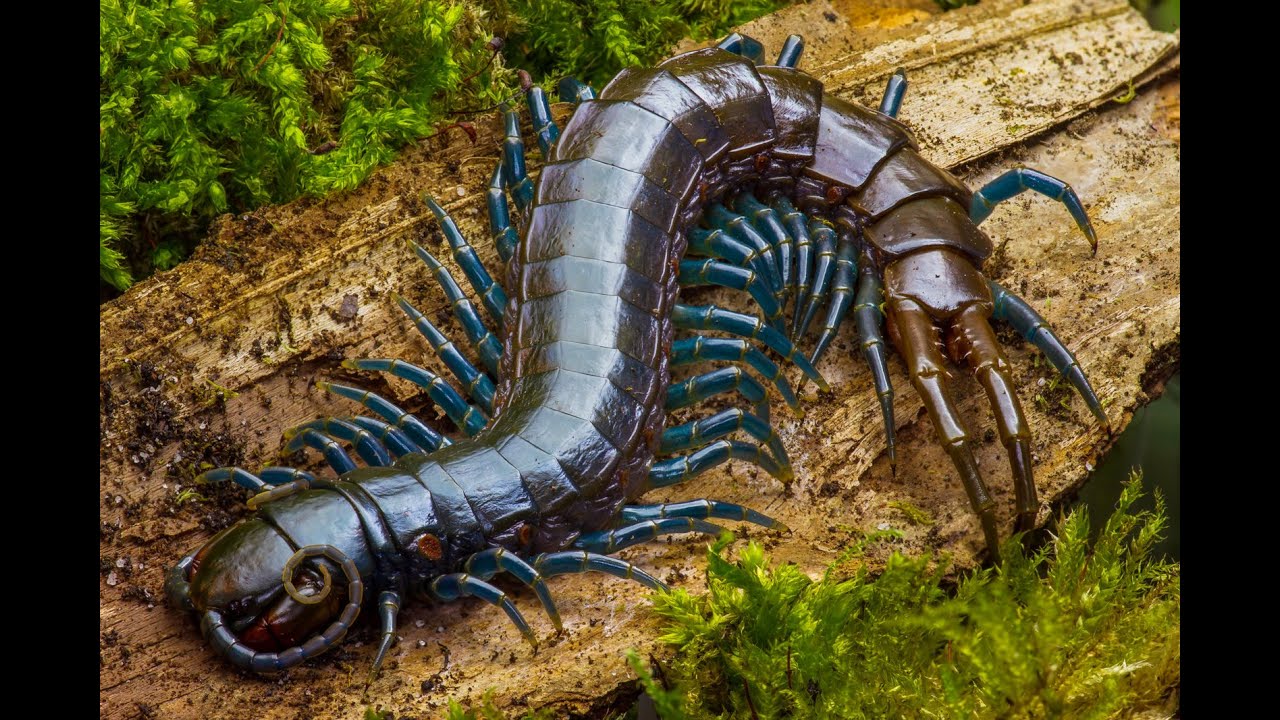 Centipede feeding time