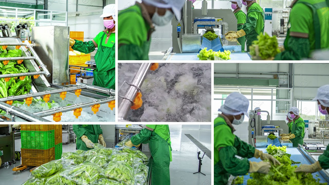 Lettuce Salad&nbsp;processing Plant