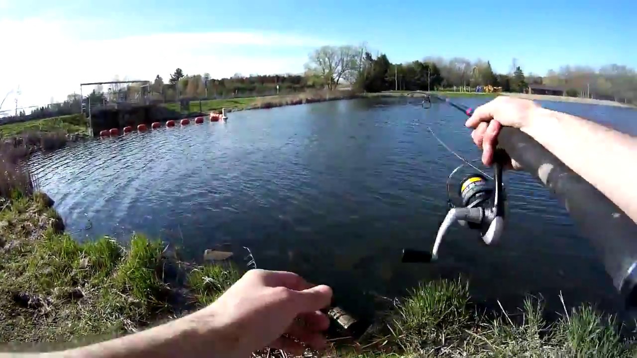 1st trout of the season 2017. London, Ontario