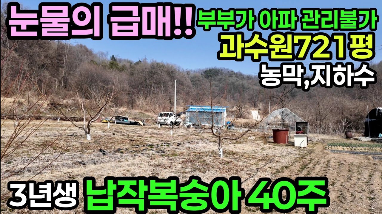 (803번)급매!! 가격인하 도시민쉼터 주말농장 끝판왕 3년생 납작복숭아밭721평 7천만원(고정가) 농막,지하수 #보은부동산 #충북보은토지 #체류형쉼터용지