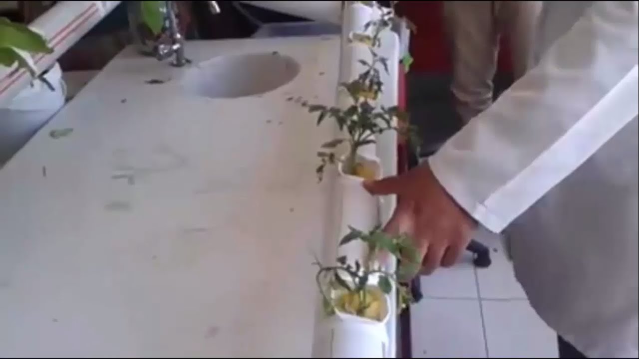 Topraksız Tarım Nasıl Yapılır?