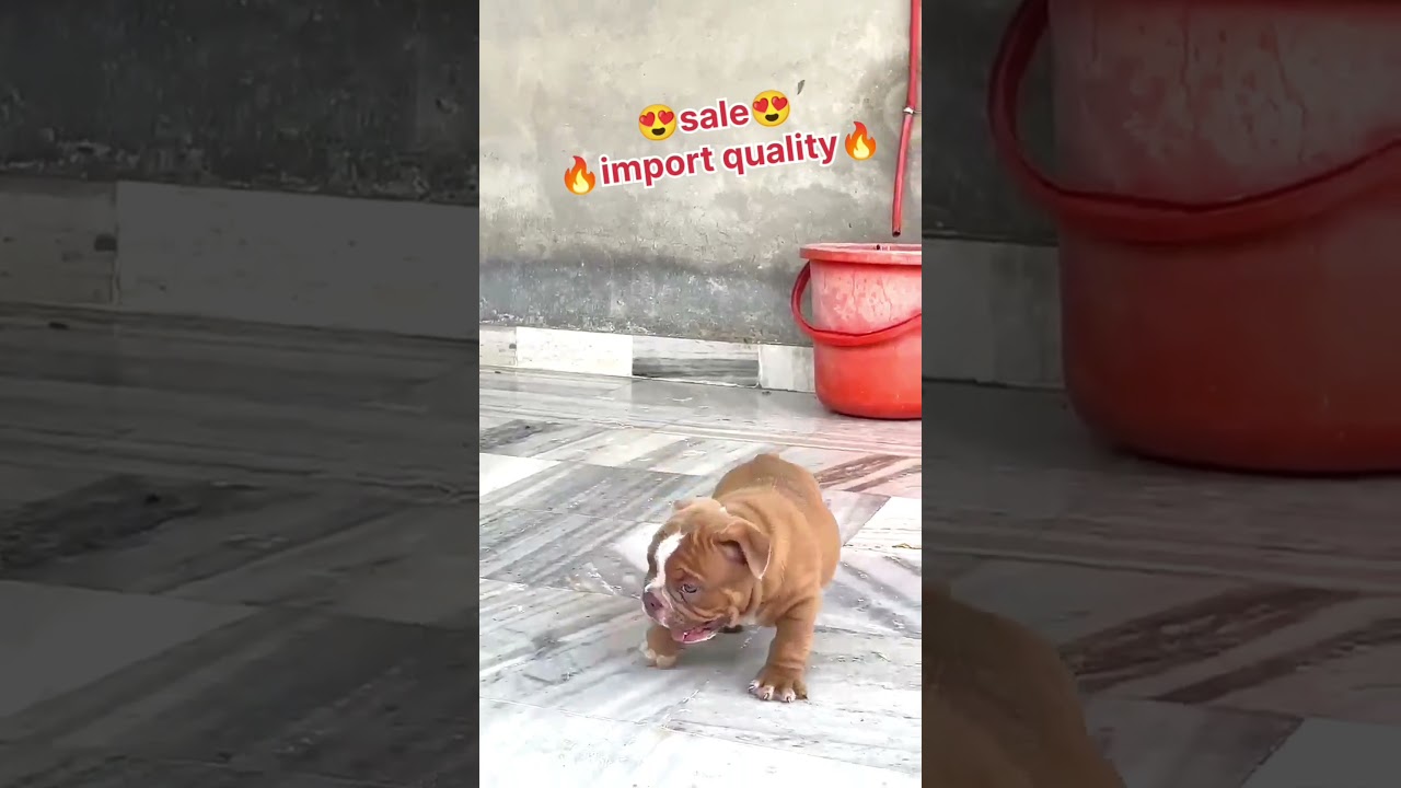 SALE🔥BULKY😱AMERICAN BULLY PUP IMPORT QUALITY 📞-7009116343 