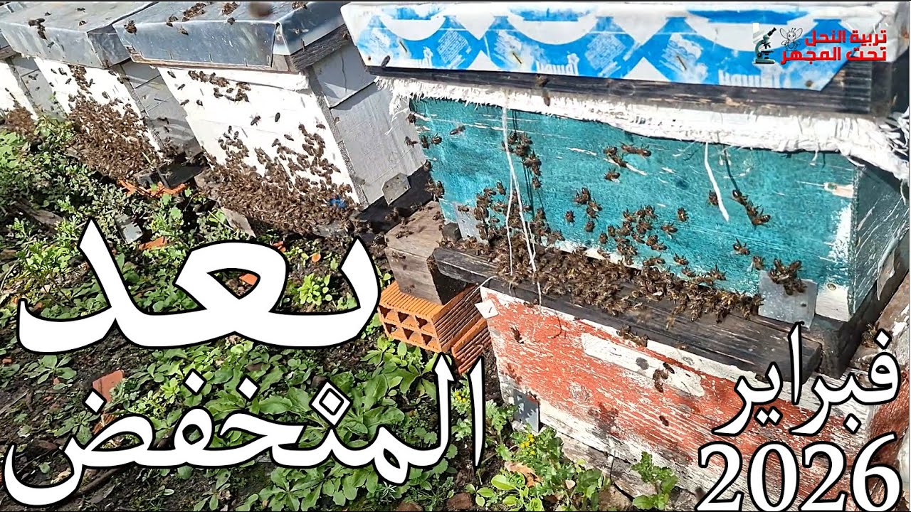 راقبوا نحلكم بعد المنخفضات المتتالية النحل في خطر 