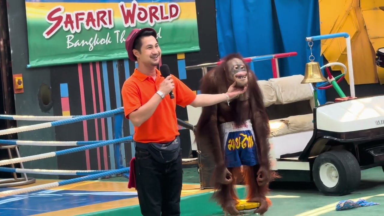 Orangutans Show & Wrestling Safari World Bangkok #thailand #pattaya #funny #funnyvideo
