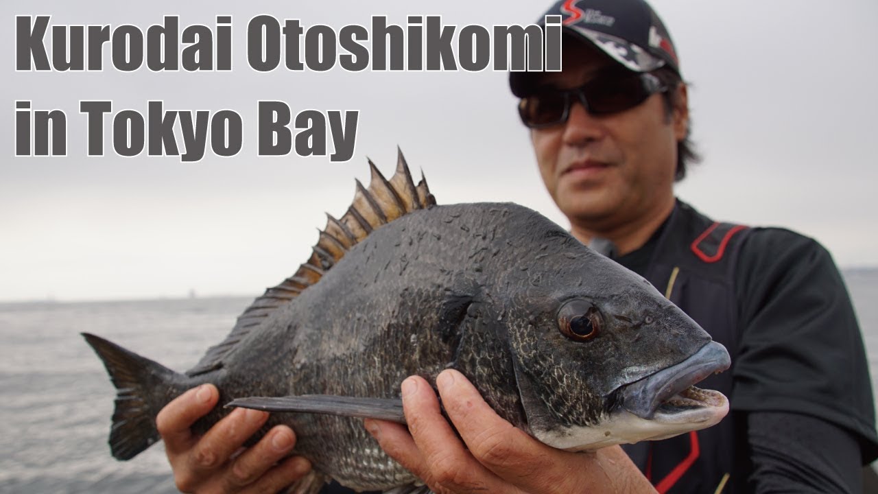 大都市・横浜沖堤防に潜む黒鯛に落とし込み釣りで挑む！古後義和