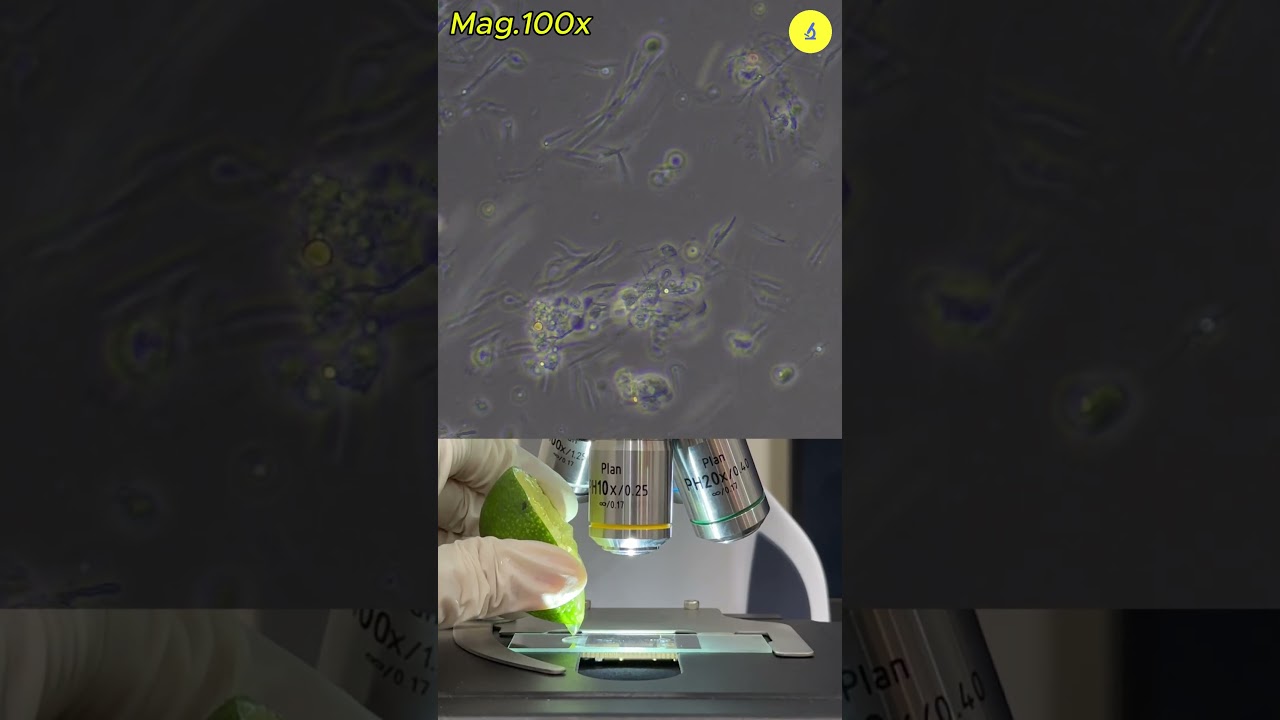 Lime Juice vs Germs Under Microscope | TULO - Microscope #shorts #bacteria