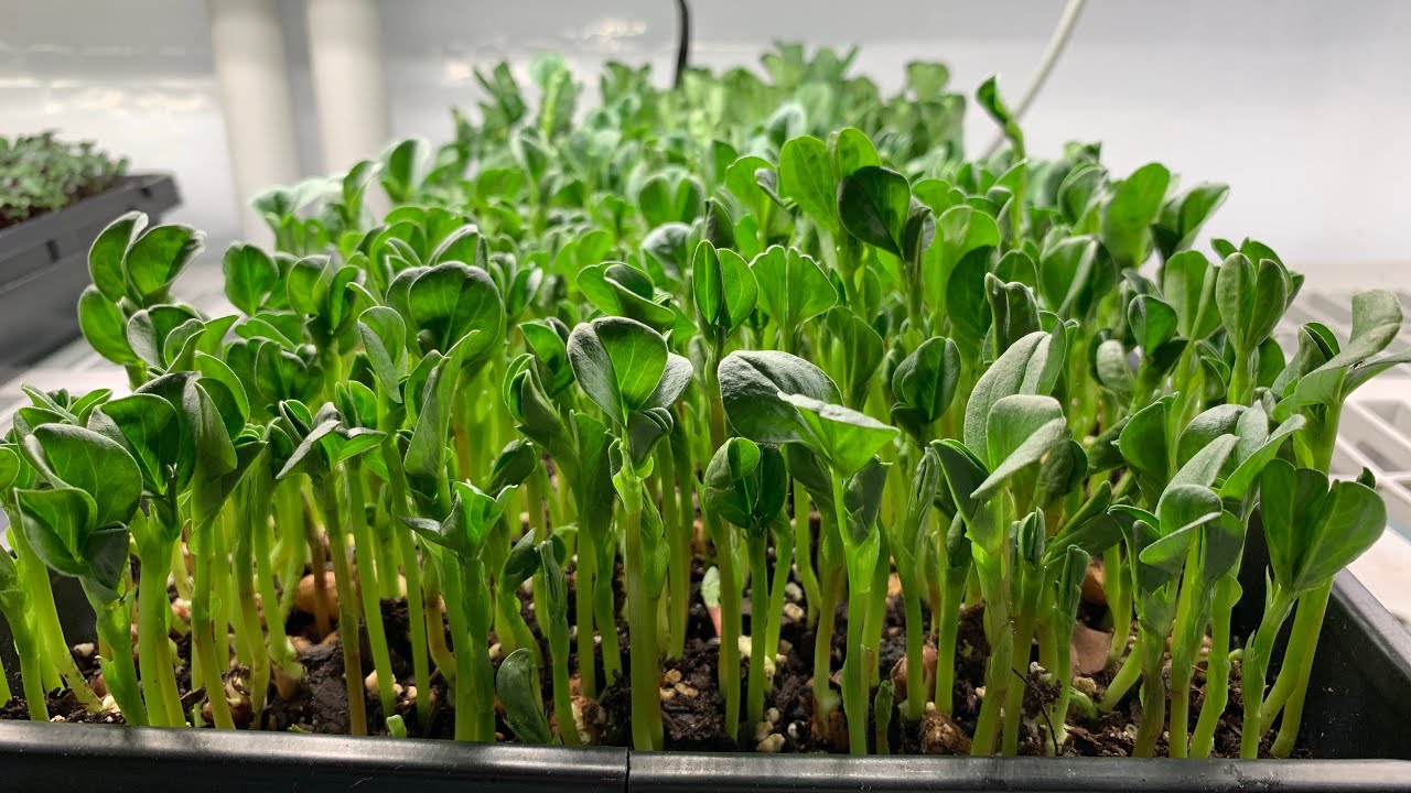 How to Grow Fava Bean Shoots (New Seed)