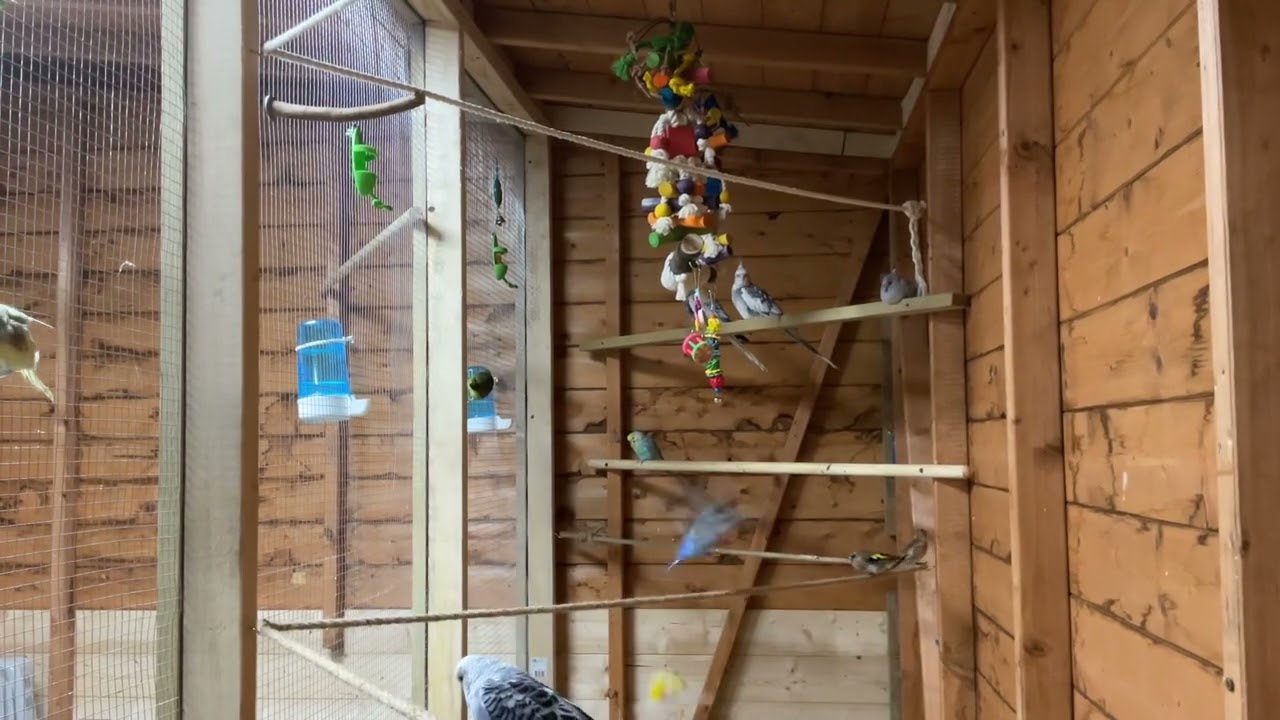 Can you spot them? We’ve made a few changes in the aviary👀❤️ #aviarylife #aviary #birdaviary 