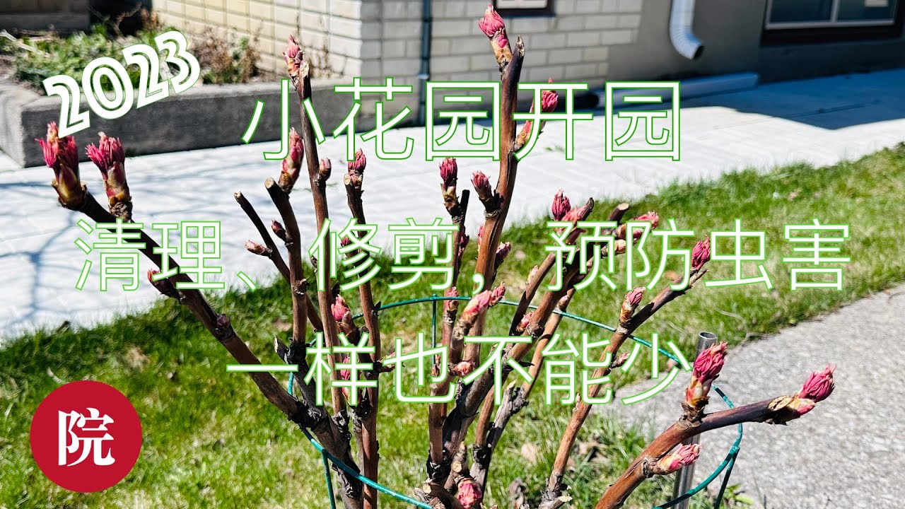 【彬彬有院】花•1062 春天到了，今年的小花园开园啦！开园第一步，春季防病虫害，清理树叶杂草，修剪枝条，喷休眠油预防虫害/4:23开始详细说明休眠油的作用和用法，对没看过的新朋友非常有用