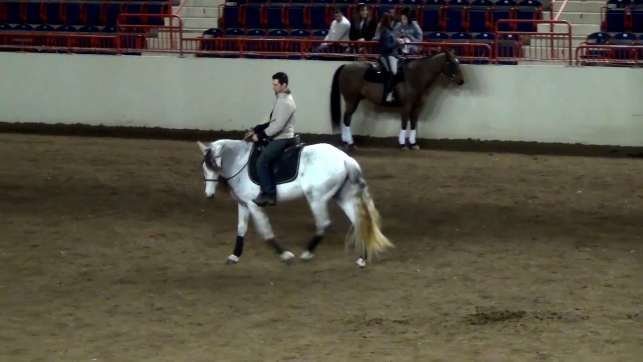 Brendan Wise PA Horse World Expo 2016, Sunday Demo - Building the Foundations of Lateral Work