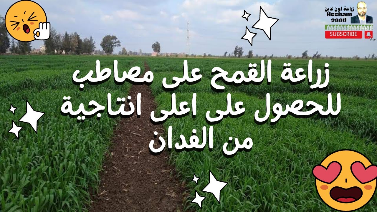 زراعة القمح على مصاطب/افضل طرق الزراعة للحصول على اعلى انتاجية من الفدان