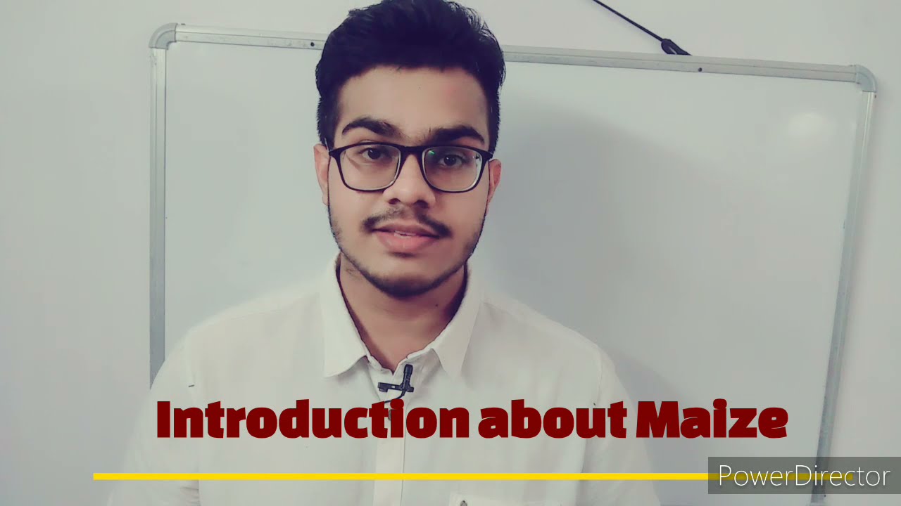 MAIZE GROWTH STAGES :      By Mr. SAMEER MOHAPATRO