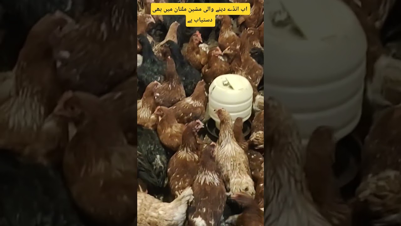 lohman brawon hens Multan